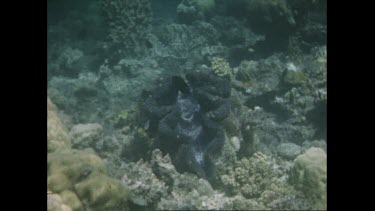 Giant clam