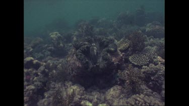 Giant clam