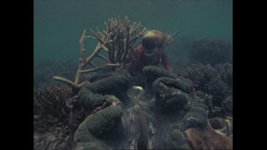 Valerie Taylor with giant clam