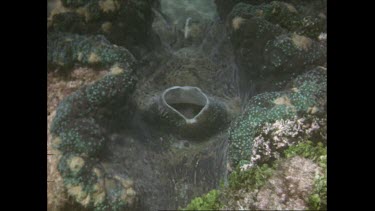 Valerie Taylor with giant clam