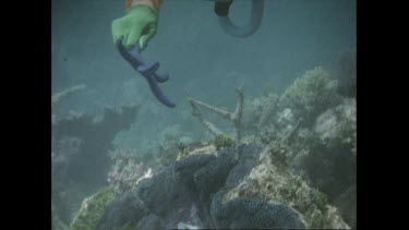 Valerie Taylor feeds giant clam star fish