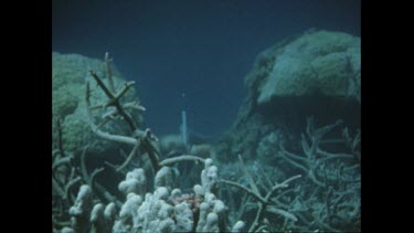 Valerie Taylor snorkelling