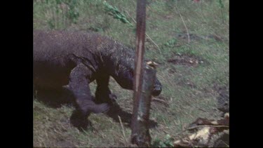 komodo dragon feeding on a goat carcass