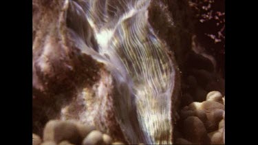 Giant clam