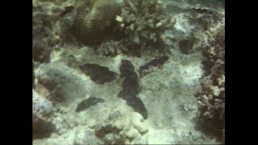 Giant clam