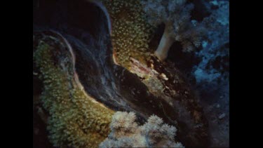 Giant clam