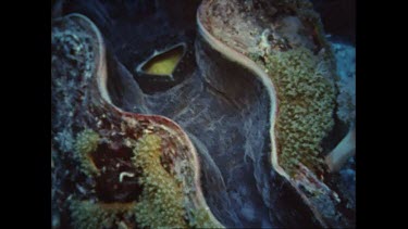 Giant clam