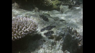 Giant clam