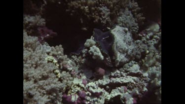 Giant clam