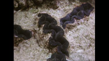 Giant clam