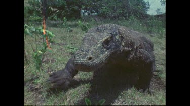 Komodo dragon