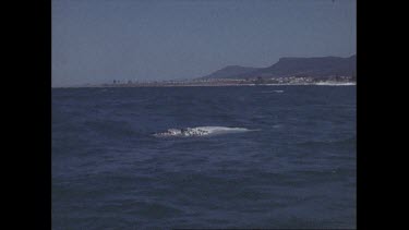 Whale watching at Coalcliff