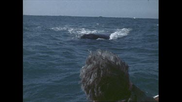 Whale watching at Coalcliff