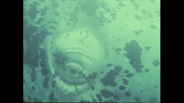 right whale calf