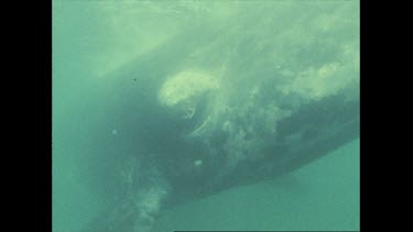 right whale swimming near Coalcliff