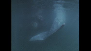 right whale mother and calf