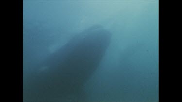 closeup of right whale