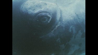 closeup of right whale