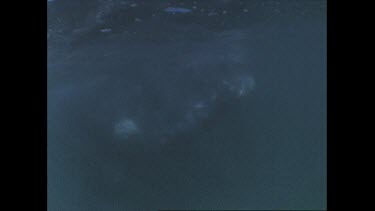 closeup of right whale