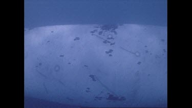 closeup of body of right whale calf