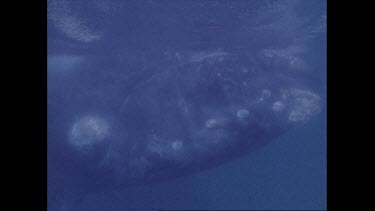 closeup of right whale