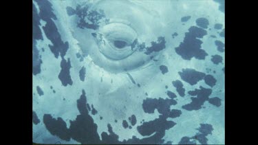 right whale calf eye