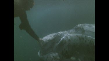 young right whale interacting with diver