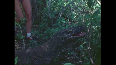 Komodo dragon in shade with person