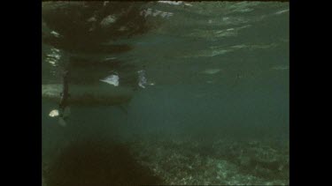 Valerie Taylor dives to see dying giant clam