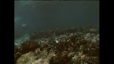 Valerie Taylor reveals flesh of dying giant clam