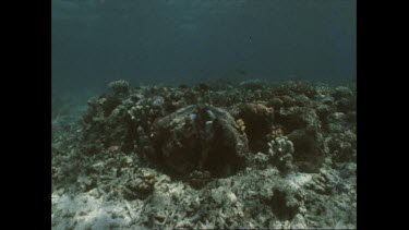 Valerie Taylor reveals flesh of dying giant clam