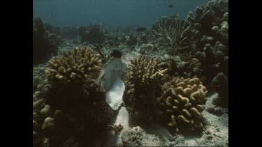 Empty shell of dead giant clams