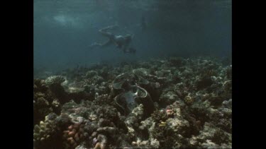 Valerie Taylor dives to see dying giant clam