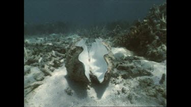 Empty shell of dead giant clams