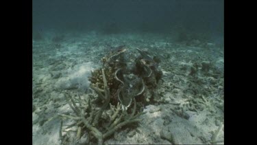 Dying giant clam