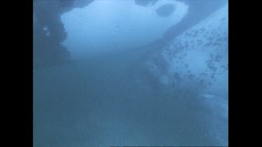 right whale calf under mother getting ready to suckle