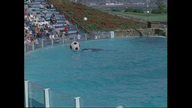orca bounces ball out of pool at San Diego Seaworld in the 1970s