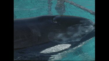 orca contained in small pool at San Diego Seaworld in the 1970s