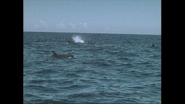 pod of dolphins porpoising near Seal Rocks in Australia