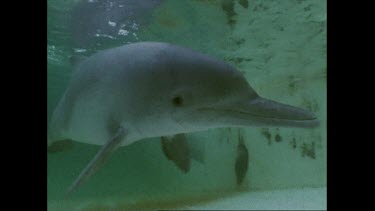 dolphin in a pool