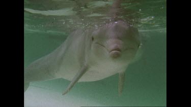 dolphins in a pool