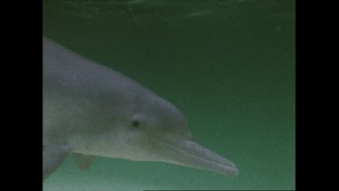 dolphins playing