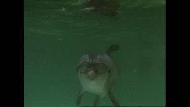 curious dolphin