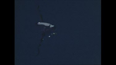 jellyfish floats near surface of water