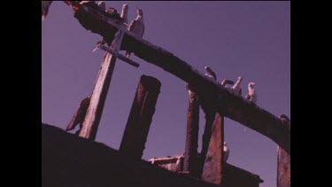 seabirds sitting on shipwreck