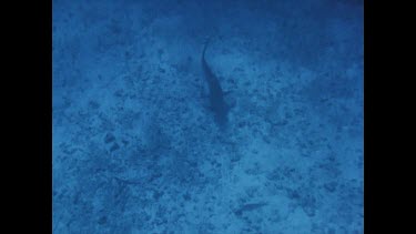 tiger shark circling near ocean floor