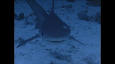 tiger shark circling near ocean floor