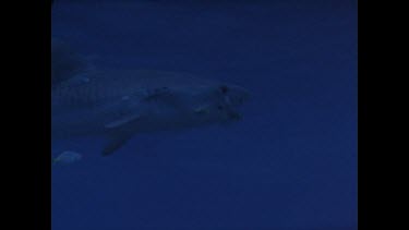 tiger shark feeding on fish