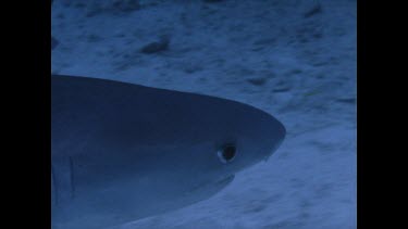 closeup of tiger shark eye as it circles ocean floor