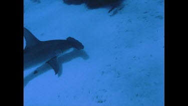 hammerhead shark swims above ocean floor